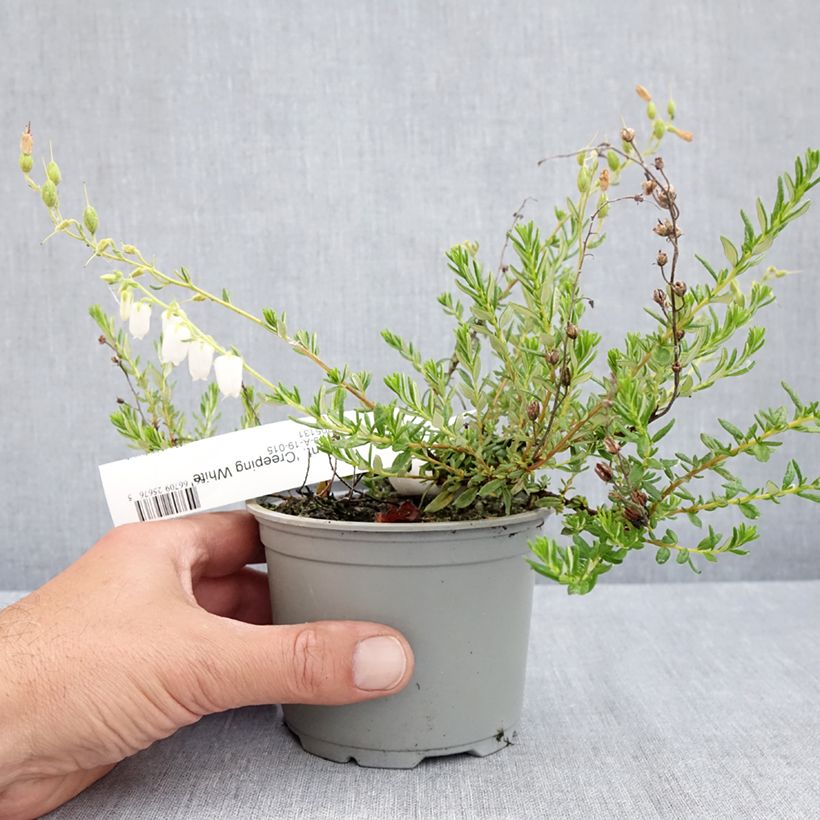 Daboecia cantabrica Creeping White Maceta de 12 cm / 13 cm Ejemplar entregado en la primavera