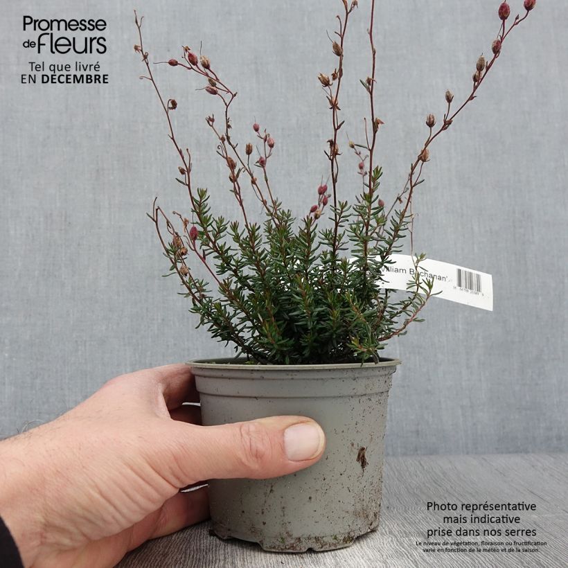 Ejemplar de Daboecia scotica William Buchanan Maceta de 12 cm / 13 cm entregado en otoño