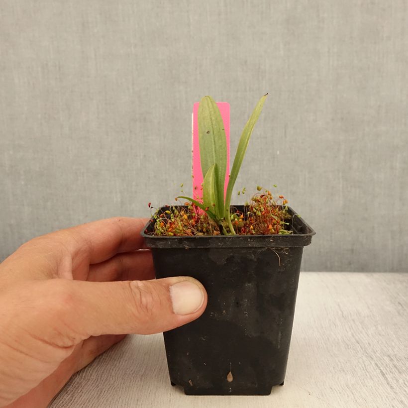 Ejemplar de Dactylorhiza fuchsii - Orquídea Maceta de 8/9 cm entregado en verano