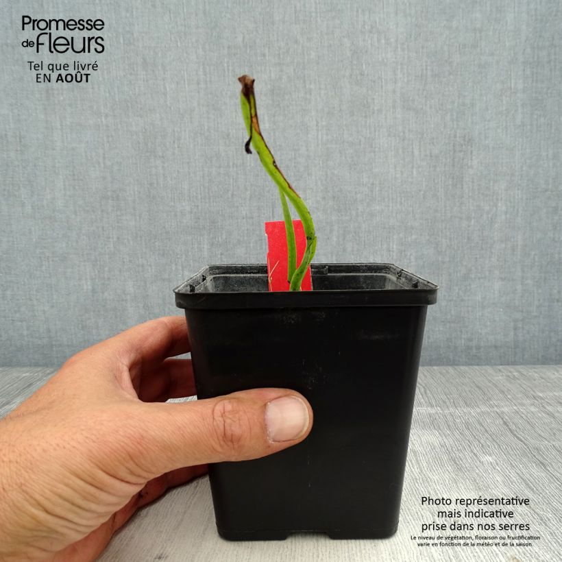 Ejemplar de Dactylorhiza majalis - Orquídea Maceta de 8/9 cm entregado en verano