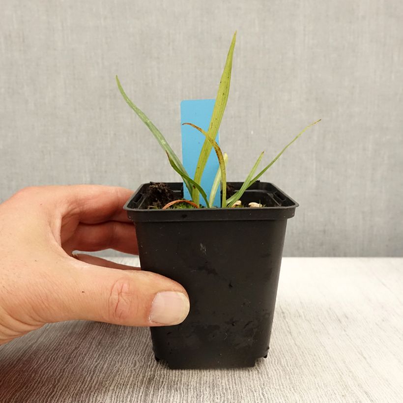 Ejemplar de Dactylorhiza praetermissa - Orquídea Maceta de 8/9 cm entregado en otoño