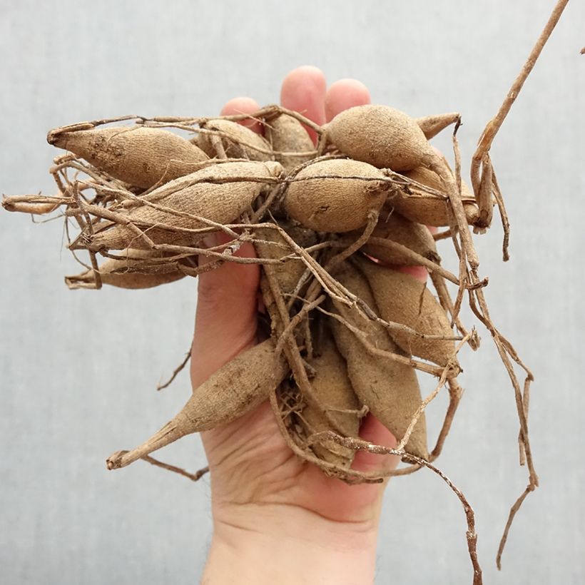 Dalia bola Palmares Bulbo calibre I Ejemplar entregado en la primavera