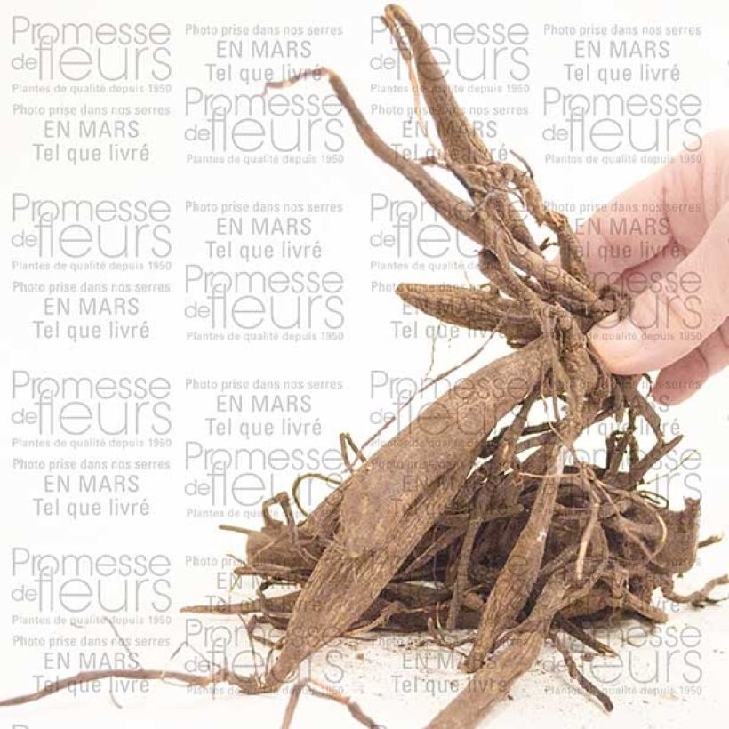 Ejemplo de ejemplar de Dalia cactus Red Majorette Bulbo tal y como se entrega