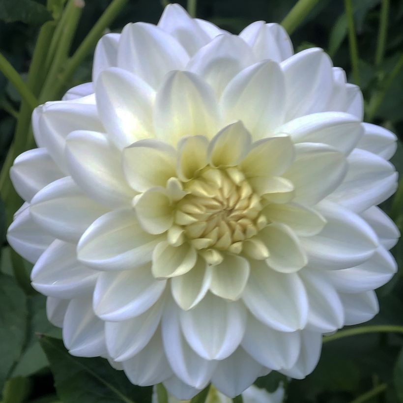 Dalia Peace Pact (Floración)