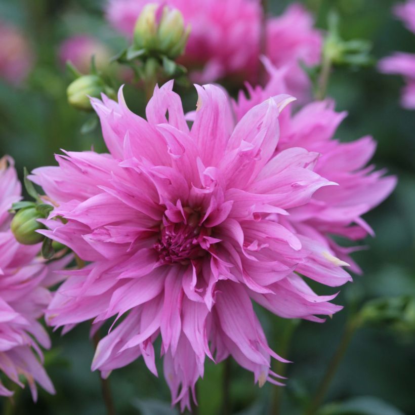 Dalia decorativa Frizzle Sizzle (Floración)