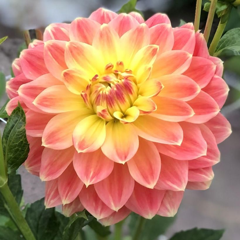 Dalia decorativa October Sky (Floración)