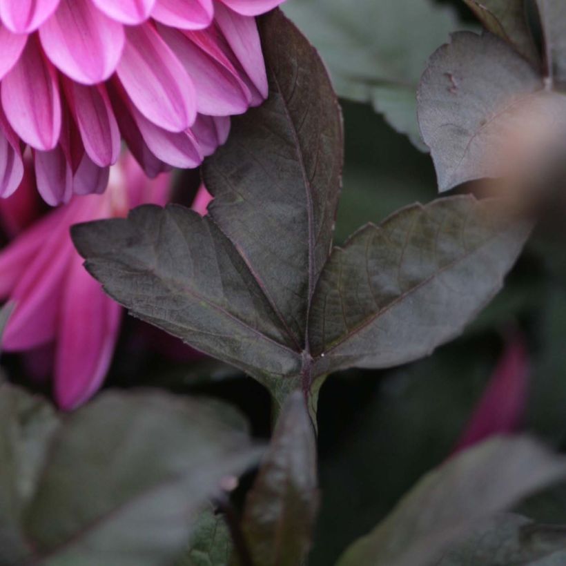 Dalia decorativa Profundo (Follaje)