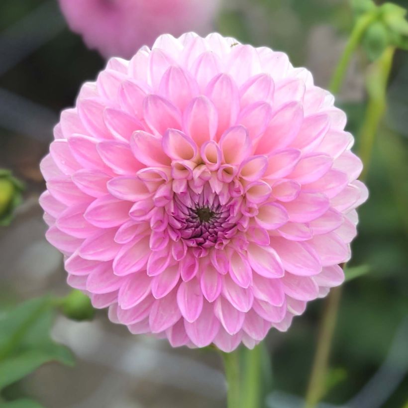 Dalia decorativa Sefton Silvertop (Floración)