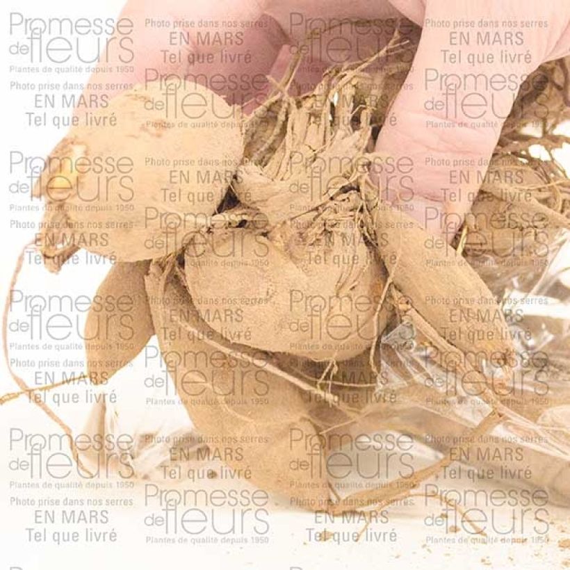 Ejemplo de ejemplar de Dalia decorativa Café Au Lait Bulbo calibre I tal y como se entrega