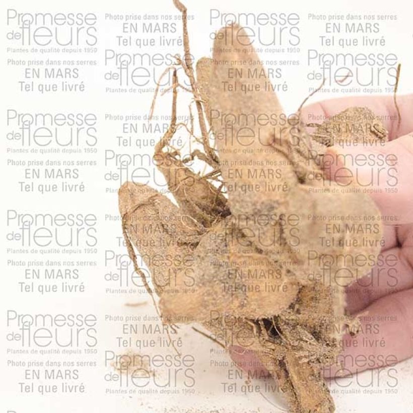 Ejemplo de ejemplar de Dalia Perle d'Heemstede Bulbo tal y como se entrega