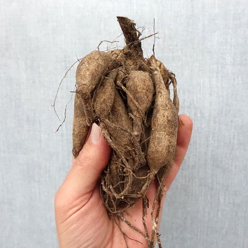 Dalia pompón Stolze von Berlin Bulbo calibre I Ejemplar entregado en la primavera