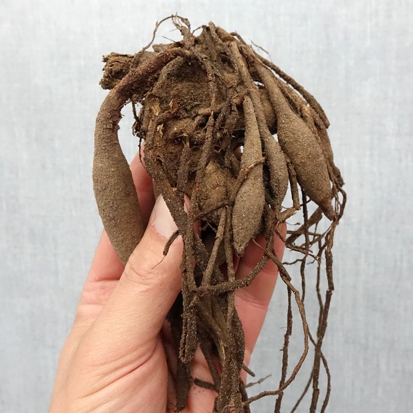 Dalia cactus Berger's Record Bulbo calibre I Ejemplar entregado en la primavera
