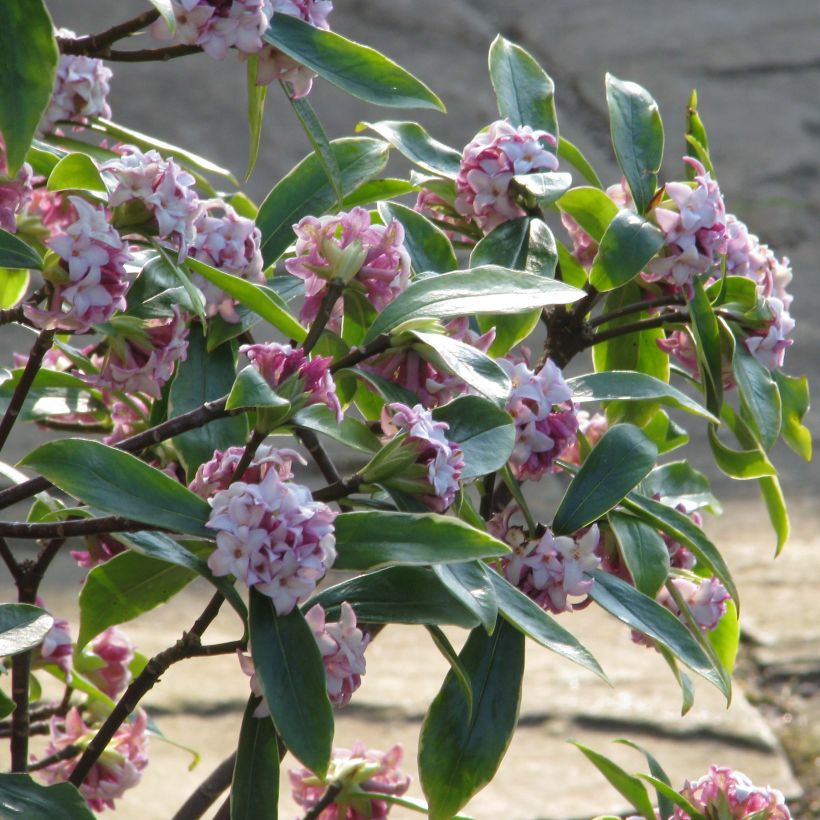 Daphne odora Aureomarginata (Porte)