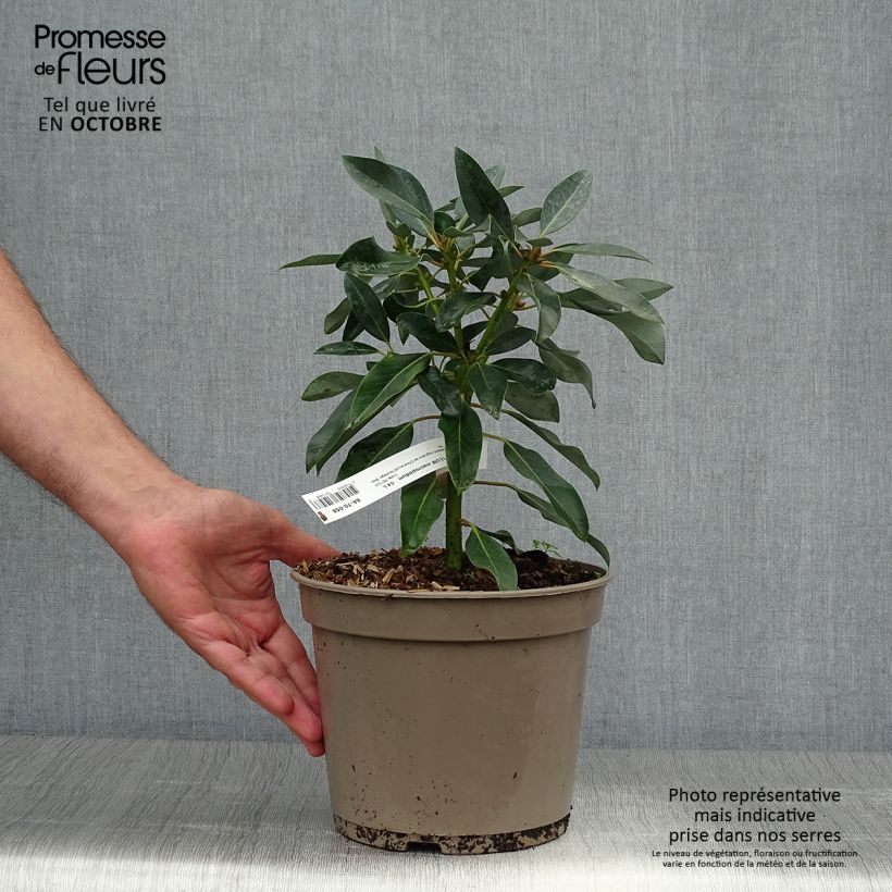 Ejemplar de Daphniphyllum himalayense subsp. macropodum Maceta 2L/3L entregado en otoño