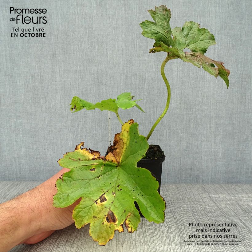 Ejemplar de Darmera peltata Maceta de 8/9 cm entregado en otoño