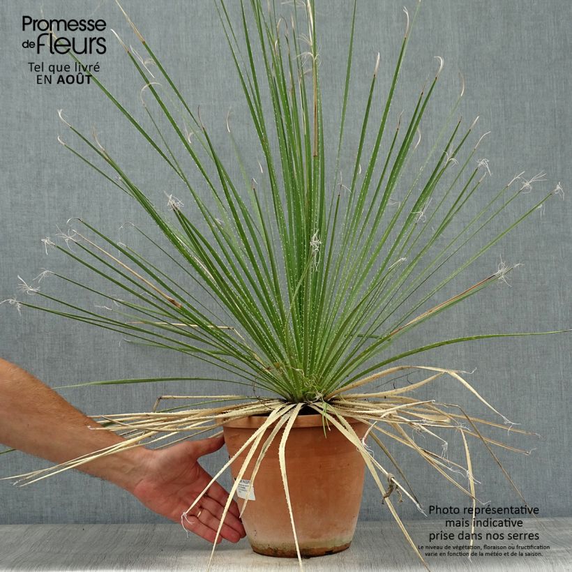 Ejemplar de Dasylirion glaucophyllum Pot de 7,5L/10L entregado en verano