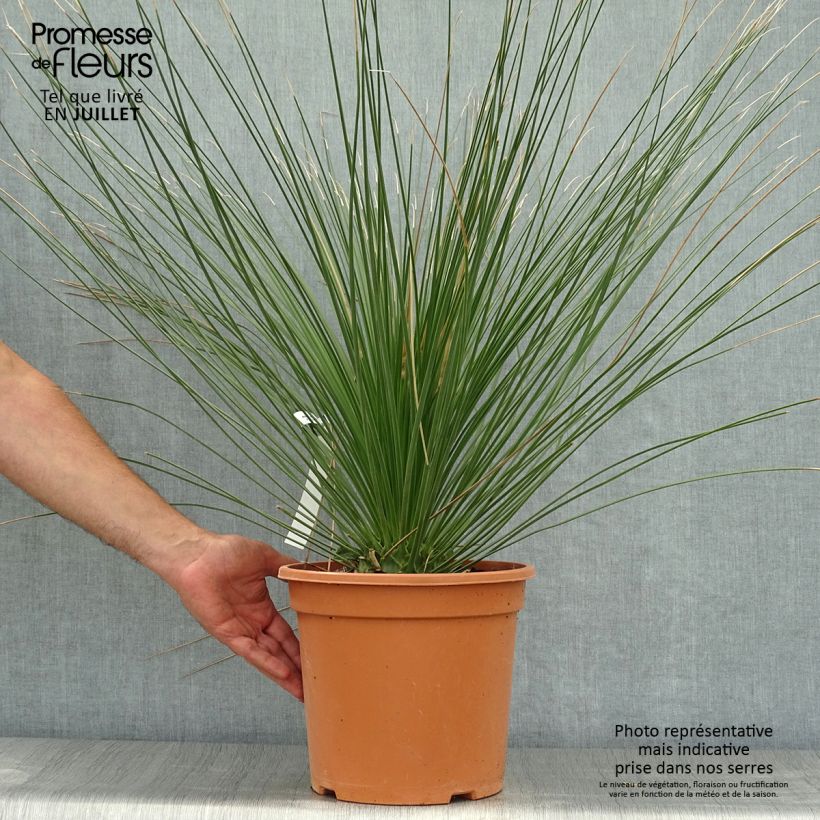Ejemplar de Dasylirion longissimum en pot de 7,5L/10L  Pot de 7,5L/10L entregado en verano