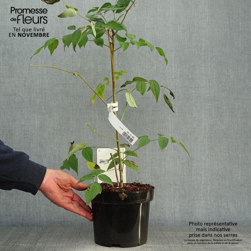 Ejemplar de Decaisnea fargesii - Árbol de salchicha azul Maceta 2L/3L entregado en otoño