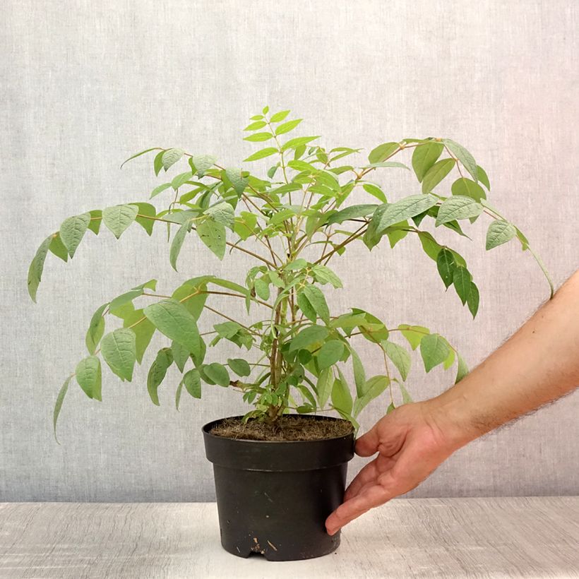 Ejemplar de Decaisnea fargesii - Árbol de salchicha azul Maceta 2L/3LAltura de entrega aprox. 50+/-cm entregado en verano