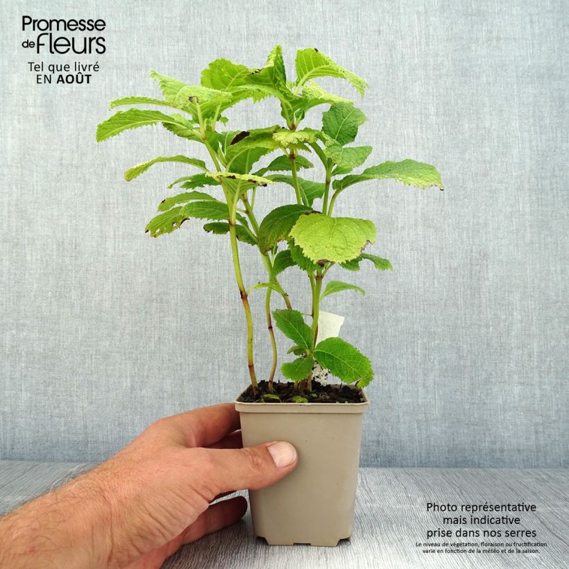 Ejemplar de Deinanthe Blue Wonder - Falsa hortensia Maceta de 8/9 cm entregado en verano