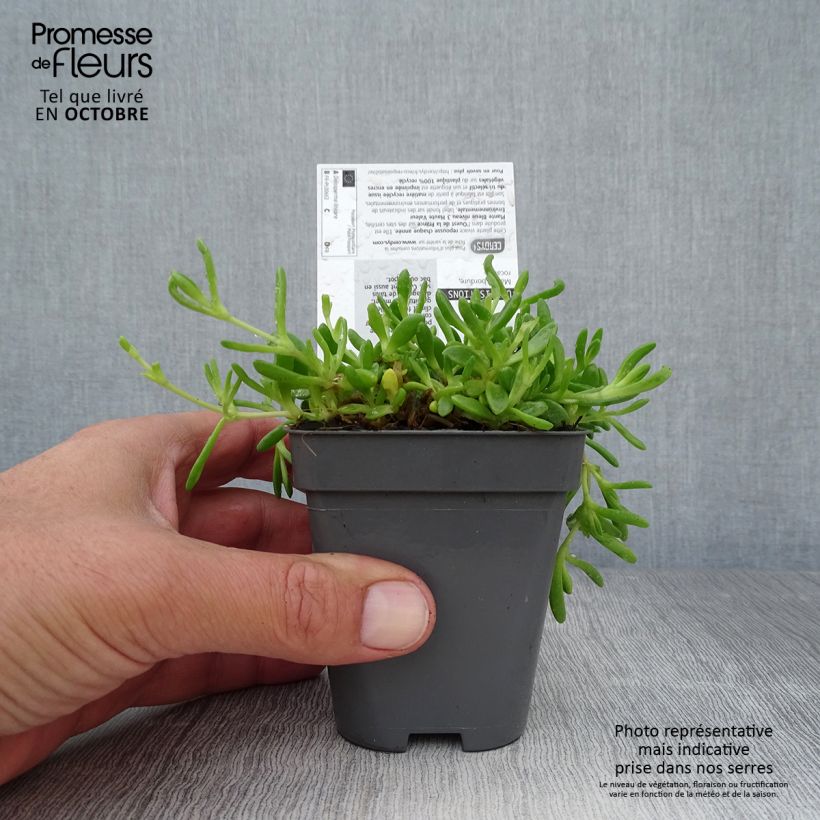 Ejemplar de Delosperma lineare Maceta de 8/9 cm entregado en otoño
