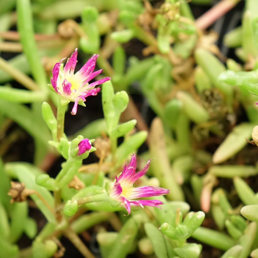 Delosperma Wheels of Wonder Violet - Alfombra rosa (Floración)