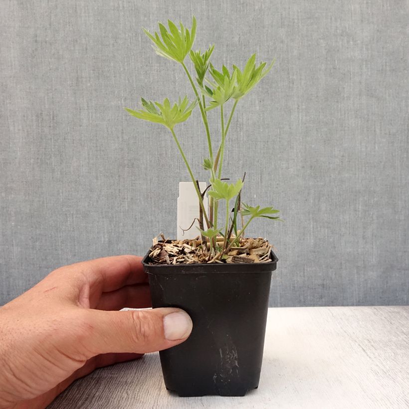 Ejemplar de Espuela de caballero - Delphinium belladona Kleine Nachtmusik Maceta de 8/9 cm entregado en verano