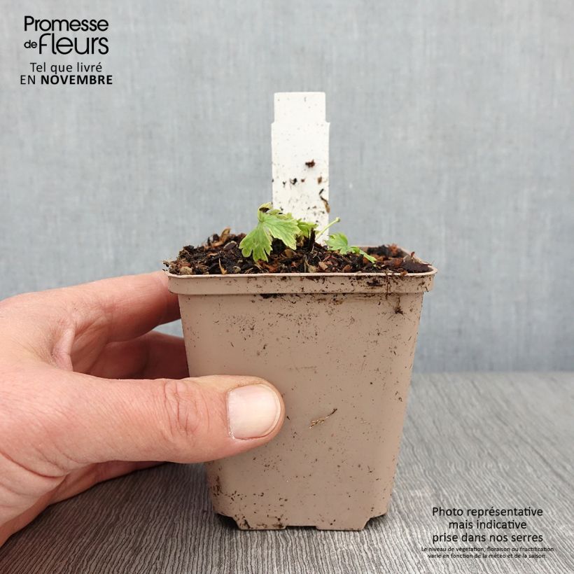 Ejemplar de Espuela de caballero - Delphinium belladona Moerheimii Maceta de 8/9 cm entregado en otoño