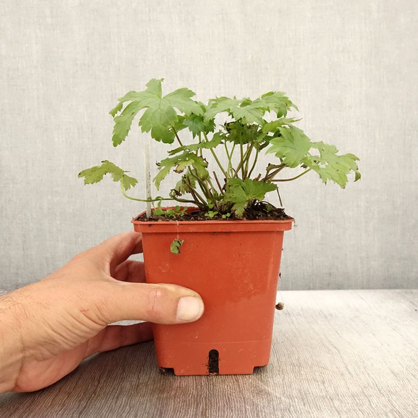 Ejemplar de Espuela de caballero - Delphinium elatum Highlander Cha Cha Maceta 1L/1,5L entregado en otoño