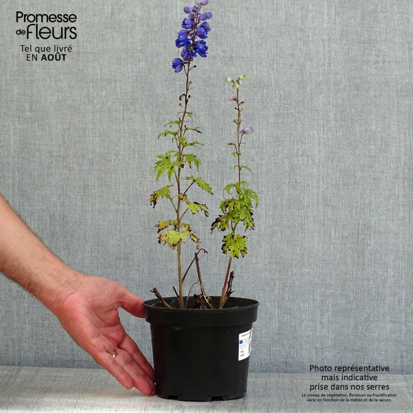 Ejemplar de Espuela de caballero - Delphinium Pacific-hybrid Blue Jay Maceta 2L/3L entregado en verano