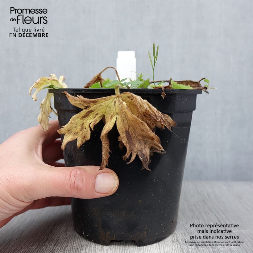 Ejemplar de Espuela de caballero - Delphinium Pacific-hybrid Galahad Maceta 2L/3L entregado en otoño