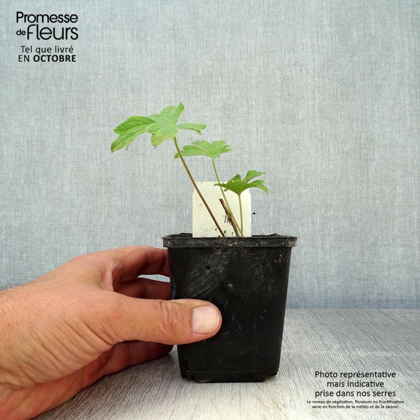 Ejemplar de Espuela de caballero - Delphinium Pacific-hybrid King Arthur Maceta de 7/8 cm entregado en otoño
