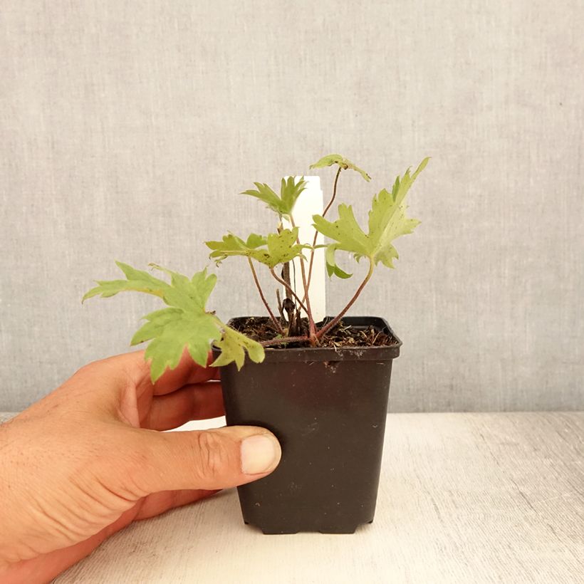 Ejemplar de Espuela de caballero - Delphinium Finsteraarhorn Maceta de 8/9 cm entregado en verano