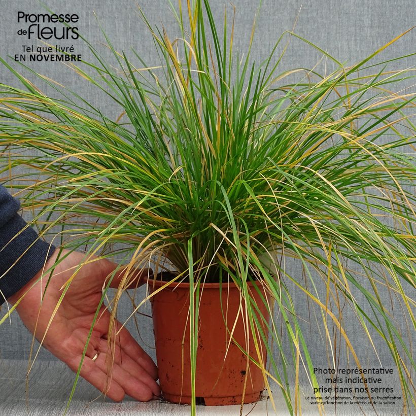 Ejemplar de Deschampsia caespitosa Bronzeschleier - Grama de monte Maceta 2L/3L entregado en otoño