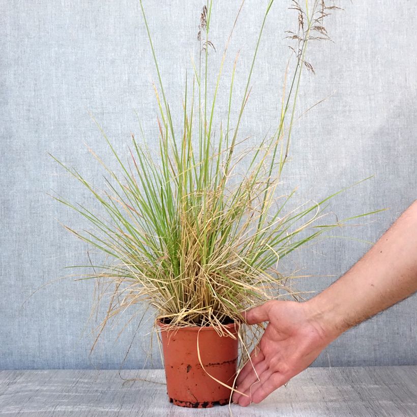Ejemplar de Deschampsia caespitosa Bronzeschleier - Grama de monte Maceta 2L/3L entregado en verano