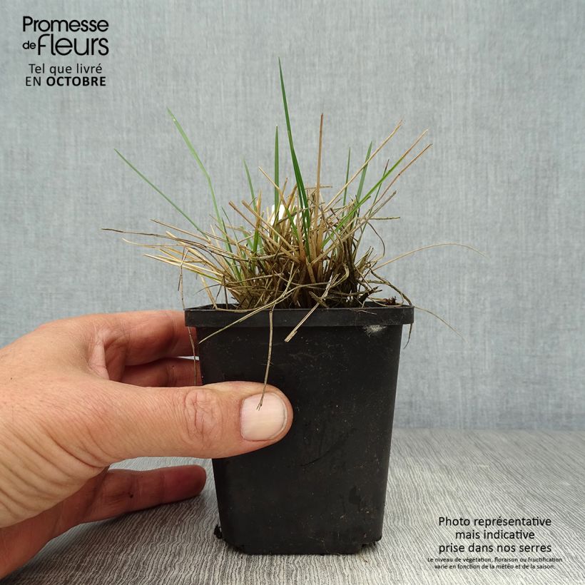 Ejemplar de Deschampsia caespitosa Bronzeschleier - Grama de monte Maceta de 8/9 cm entregado en otoño