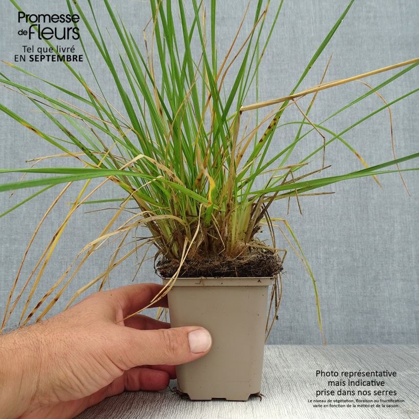 Ejemplar de Deschampsia caespitosa Goldschleier - Grama de monte Maceta de 8/9 cm entregado en verano