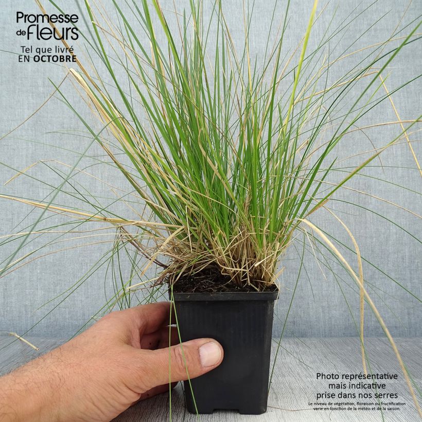 Ejemplar de Deschampsia caespitosa Goldtau - Grama de monte Maceta de 8/9 cm entregado en otoño
