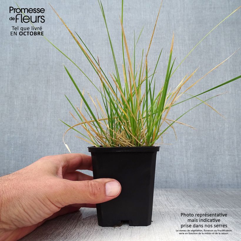 Ejemplar de Deschampsia caespitosa Palava - Grama de monte Maceta de 8/9 cm entregado en otoño