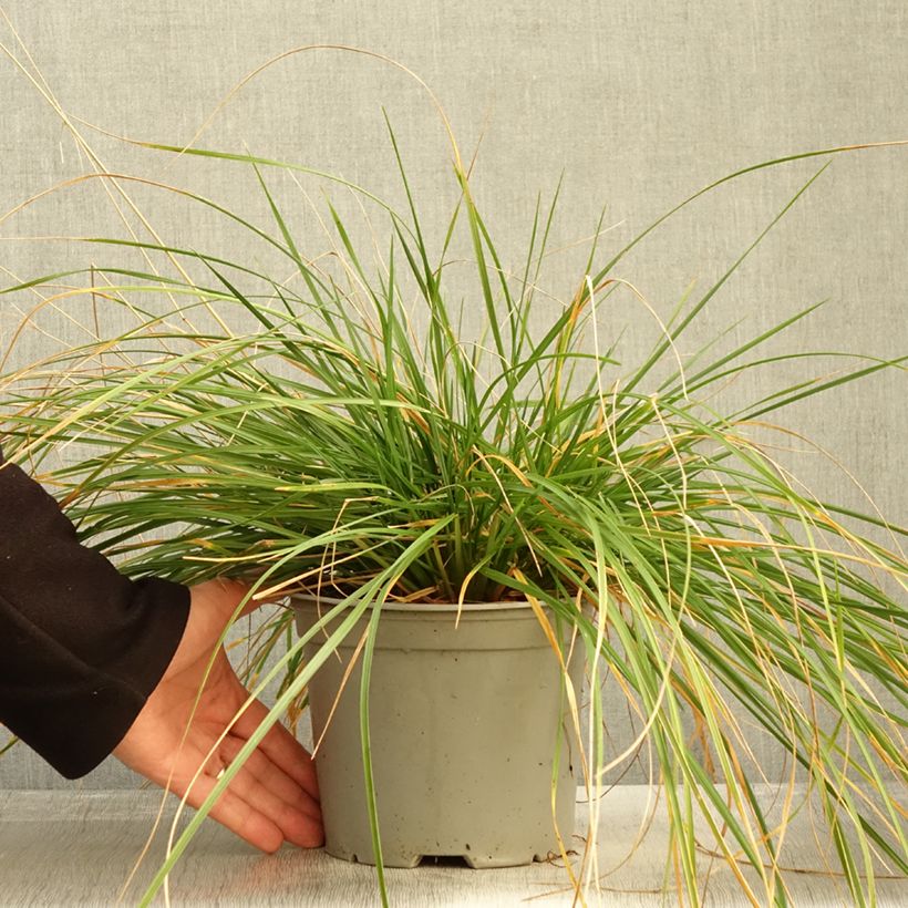 Ejemplar de Deschampsia caespitosa Palava - Grama de monte Maceta 3L/4L entregado en otoño