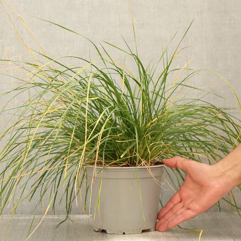 Ejemplar de Deschampsia caespitosa Palava - Grama de monte Maceta 3L/4L entregado en verano