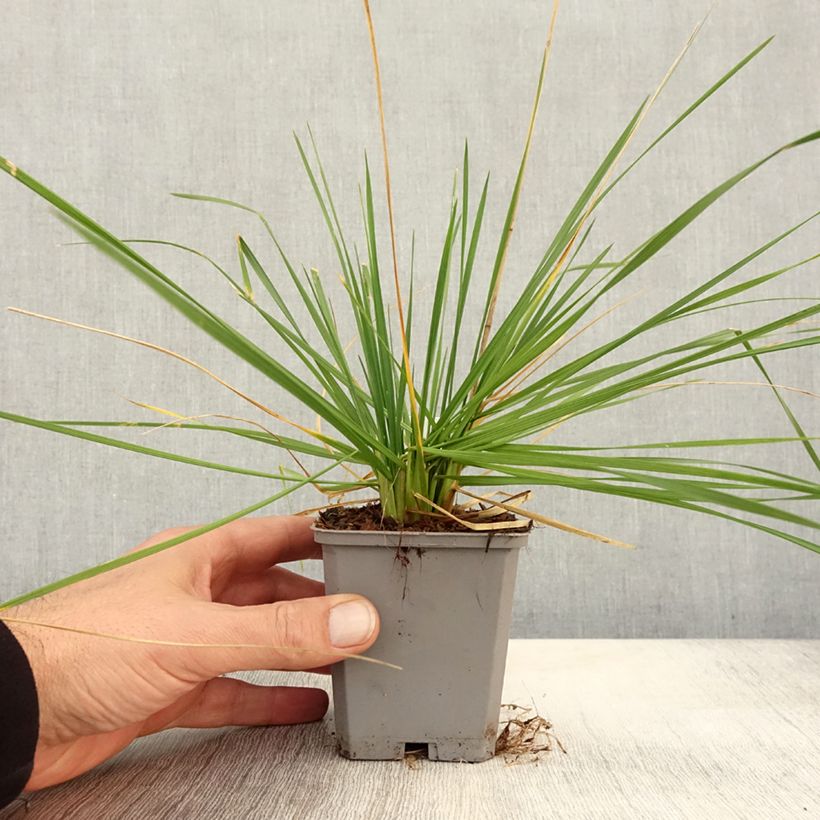 Ejemplar de Deschampsia caespitosa Pixie Fountain - Grama de monte Maceta de 8/9 cm entregado en otoño