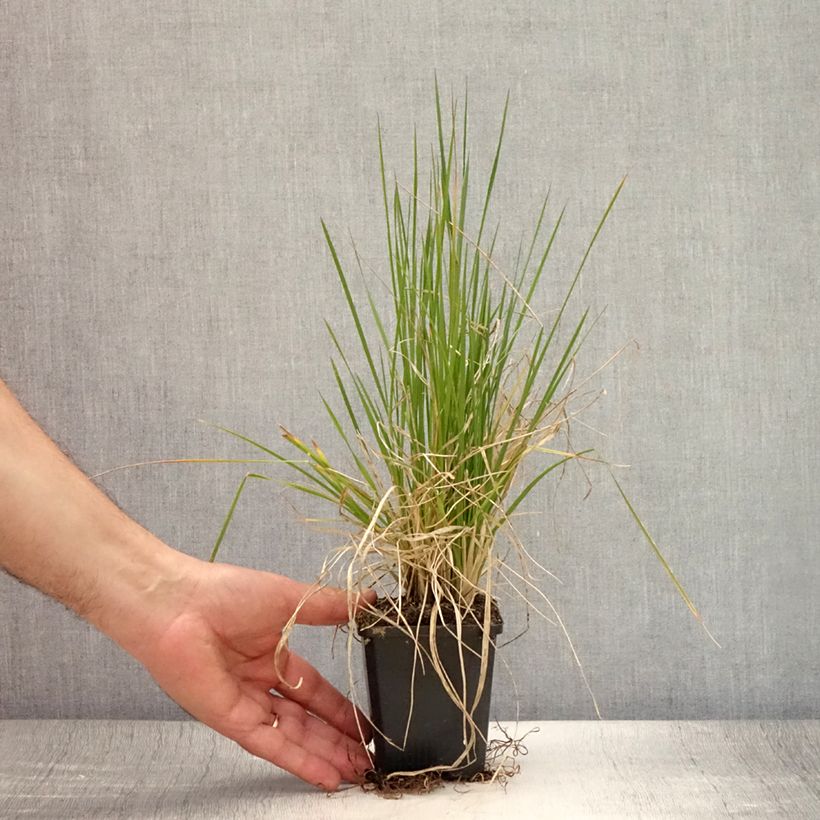 Ejemplar de Deschampsia caespitosa Pixie Fountain - Grama de monte Maceta de 8/9 cm entregado en verano