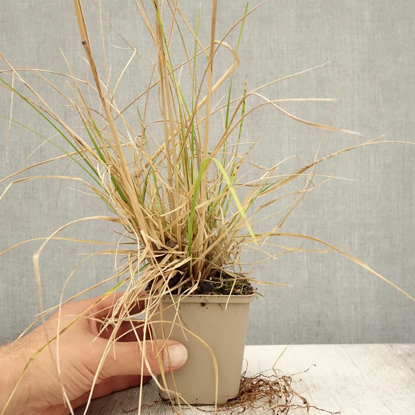 Ejemplar de Deschampsia caespitosa Tardiflora - Grama de monte Maceta de 8/9 cm entregado en otoño