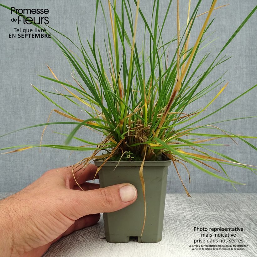 Ejemplar de Deschampsia caespitosa Tardiflora - Grama de monte Maceta de 8/9 cm entregado en verano