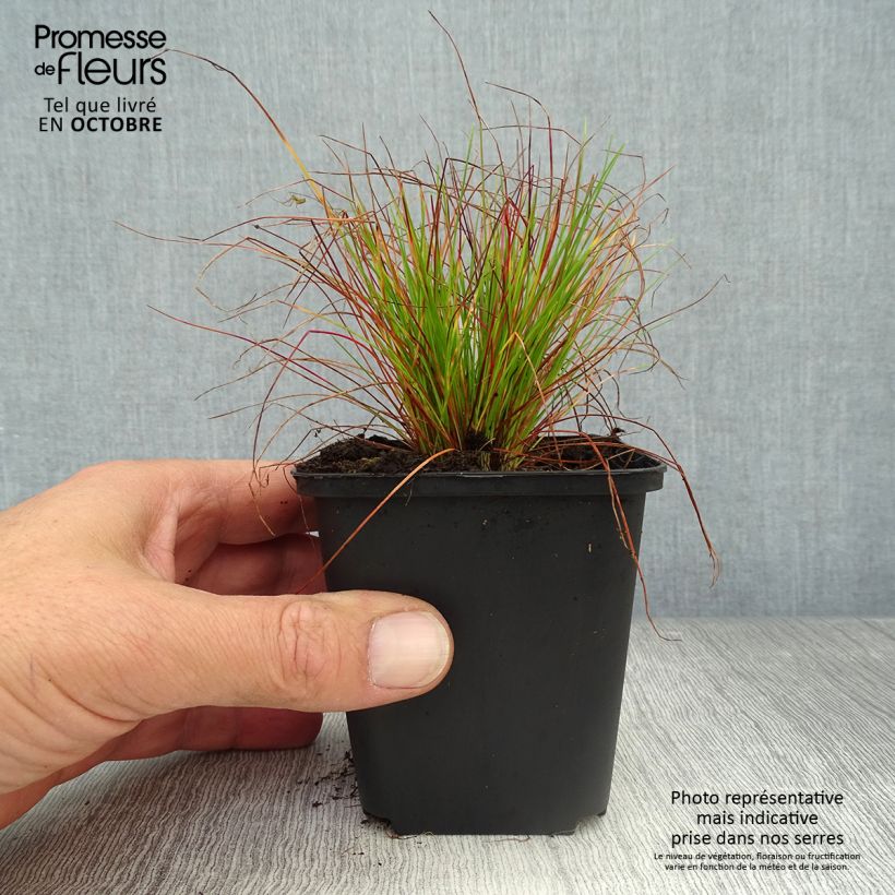Ejemplar de Deschampsia flexuosa - Heno Maceta de 8/9 cm entregado en otoño