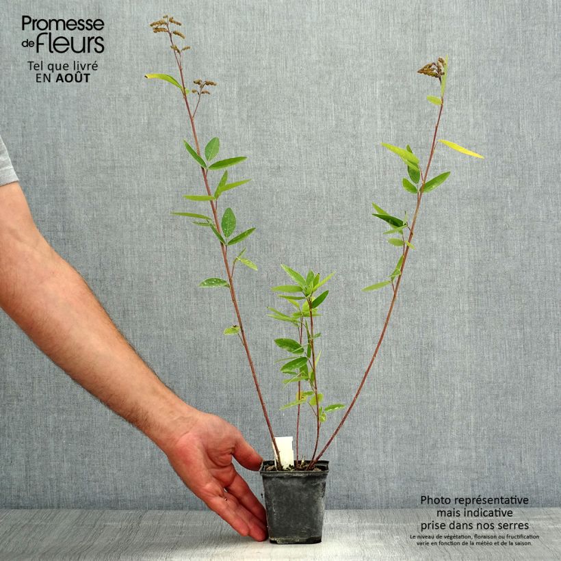 Ejemplar de Desmodium nudiflorum Maceta de 8/9 cm entregado en verano