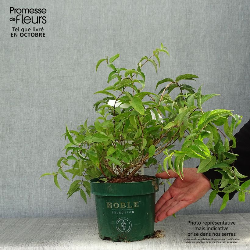 Ejemplar de Deutzia compacta Lavender Time Maceta 3L/4L entregado en otoño