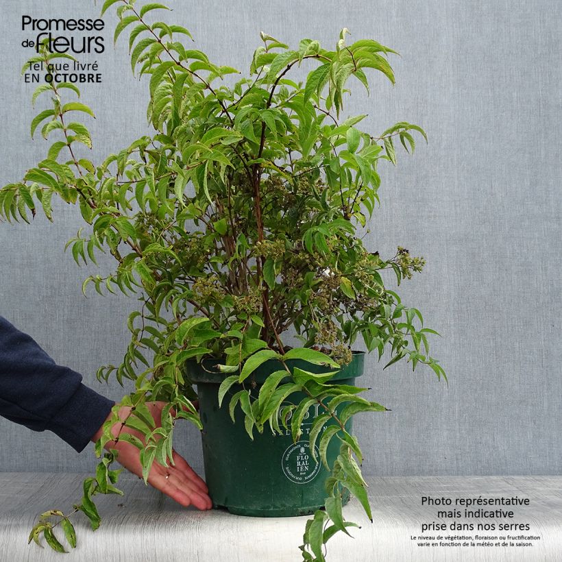 Ejemplar de Deutzia compacta Lavender Time Maceta 7,5L/10L entregado en otoño