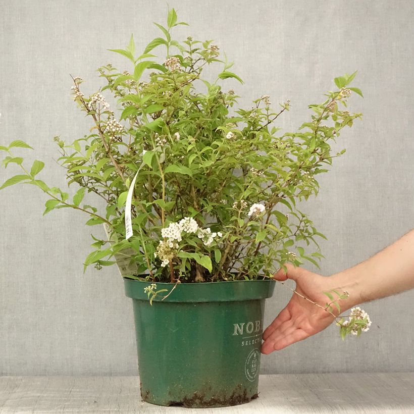 Ejemplar de Deutzia compacta Lavender Time - Deutzie en pot de 7,5l/10l entregado en verano